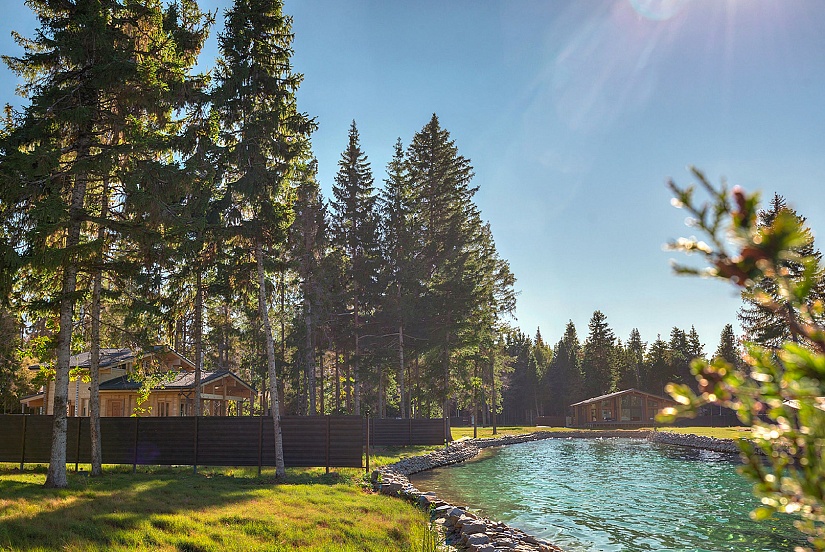 Хвойный лес